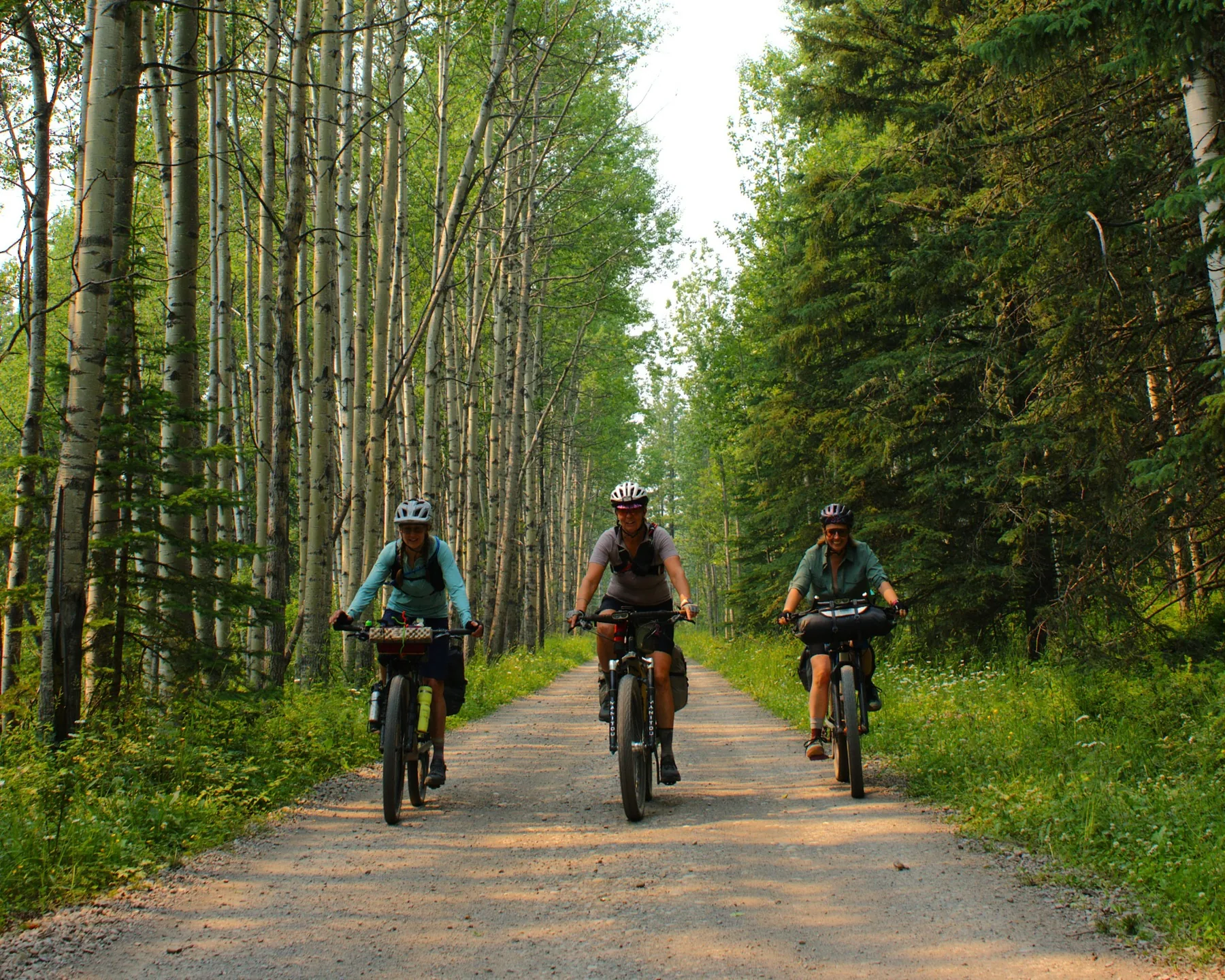 Three bikepackers riding together beneath an aspen canopy